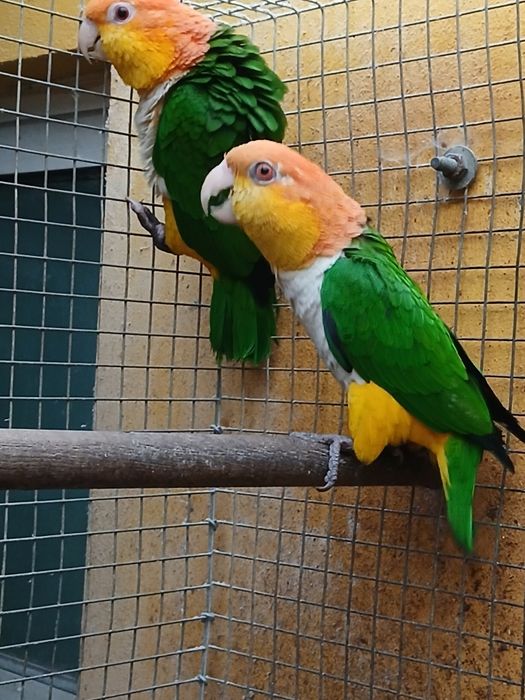 Duas fêmeas de  pionites leucogaster xantomeria