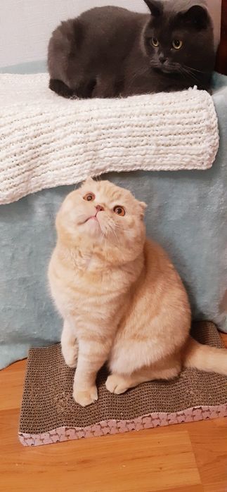 Персиковий кіт на в'язку