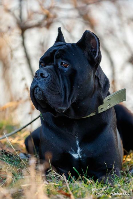 Кобель итальянского кане корсо доступен для вязок