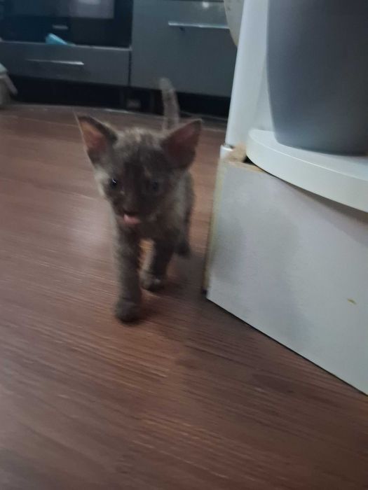 Котята сфінкс брашики