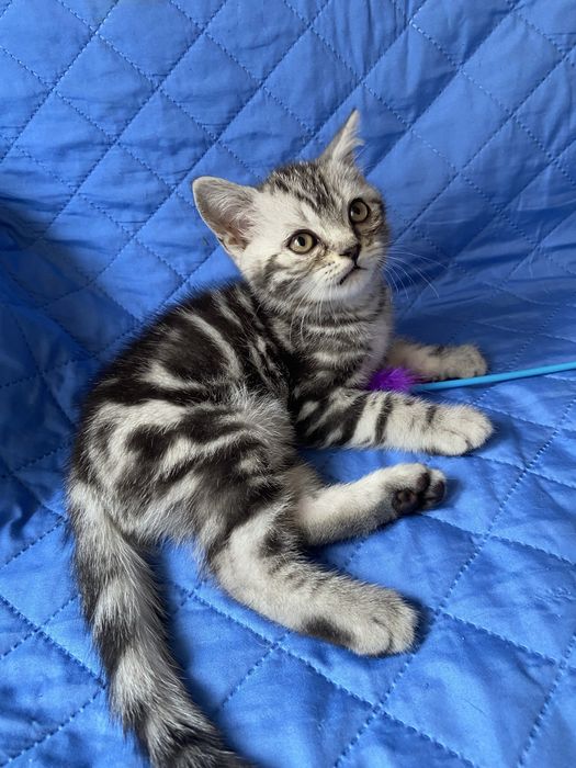 Шотландський котик скотішстрайт очікує на нову родину