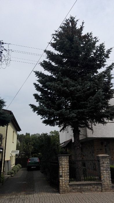 wycinka skracanie drzew ogrody rębak spalinowy frezowanie korzeni