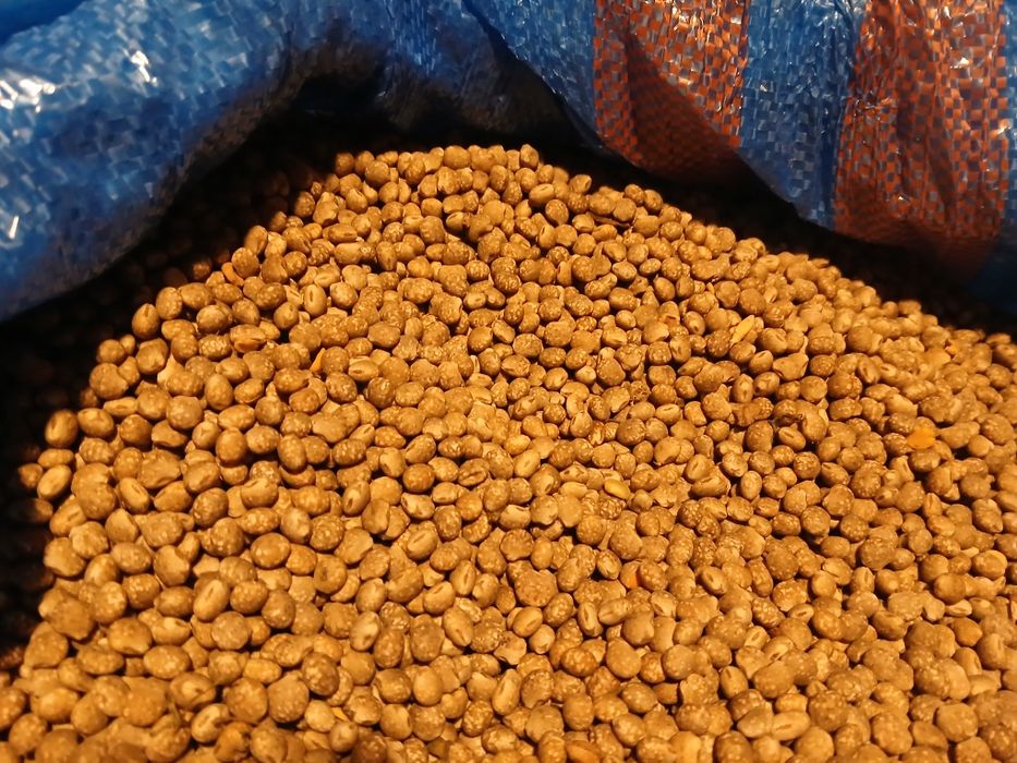 Łubin ekologiczny wąskolistny