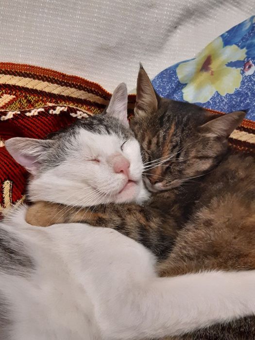 Пропал кот, давно