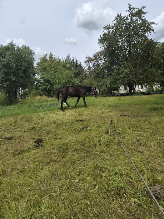 Sprzedam 2/3 klacz