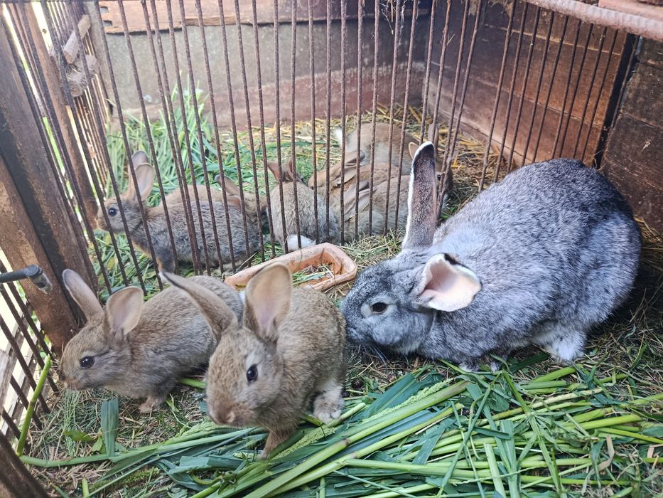 Samice i samce młode pół roczne