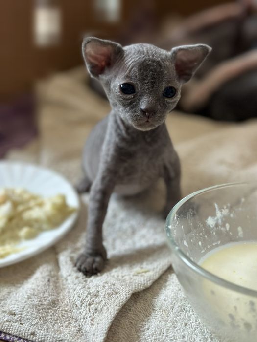 канадський свінкс