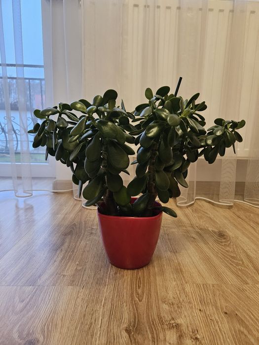 Grubość,  drzewko szczęścia bardzo duże 50cm