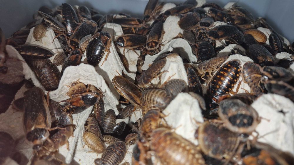 Karaczany argentyńskie B. dubia 2-3 cm 300 sztuk