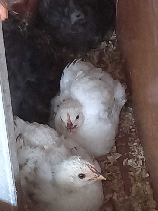 Casais de garnisas, sedosas do Japão