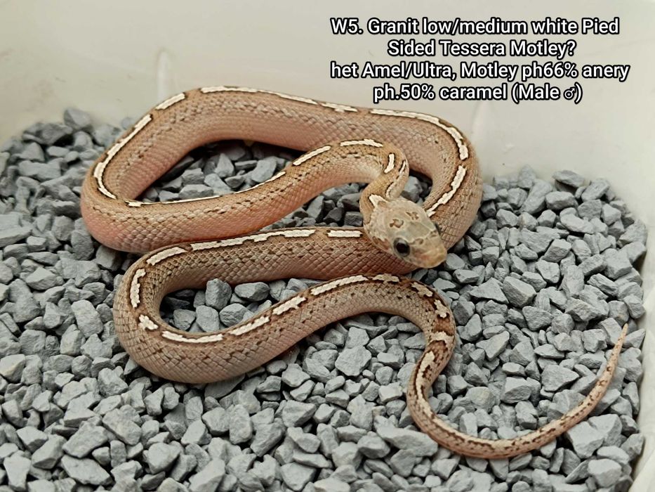 Wąż zbożowy / Granit low/medium white Pied Sided Tessera Motley?