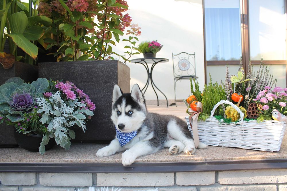 Siberian Husky-śliczny piesek