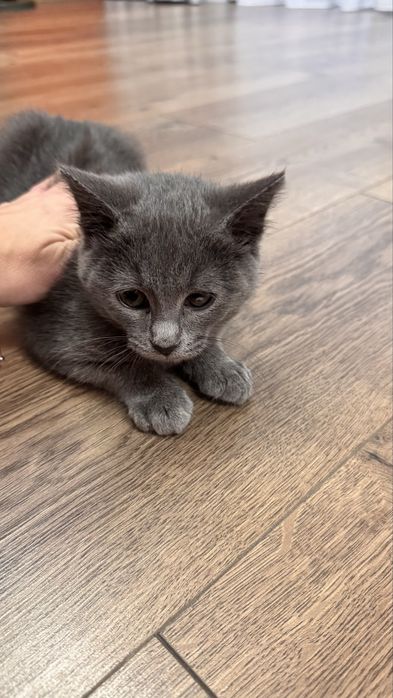 Котик шукає сімʼю. Віддам у добрі руки.