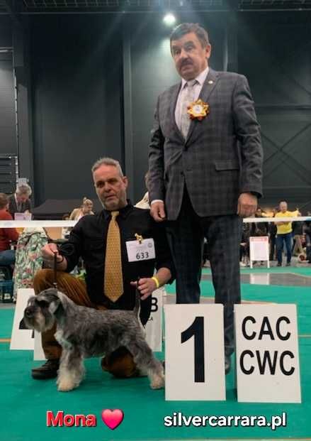 Sznaucer miniaturowy pieprz-sól ZKwP ( FCI )