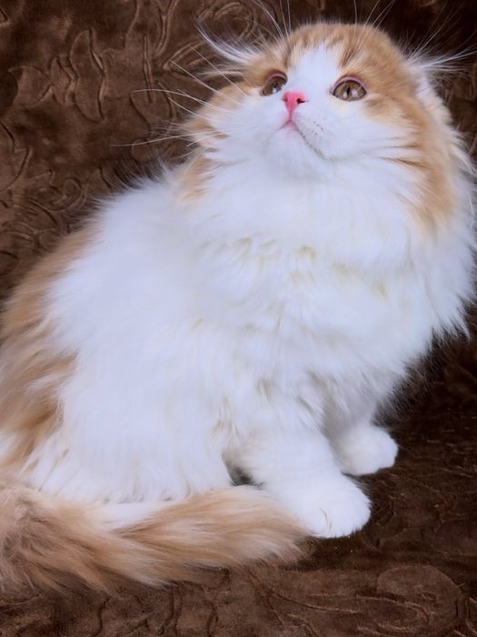 Висловухий шотландський хлопчик, гарне кошеня.