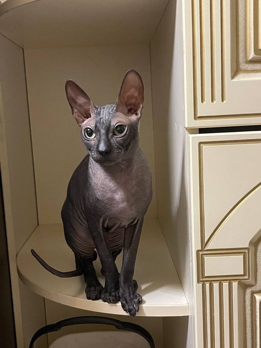 Продам Кота Свинкса