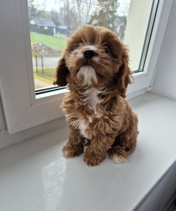 Piesek Cavapoo F1 Cavalier & Pudel