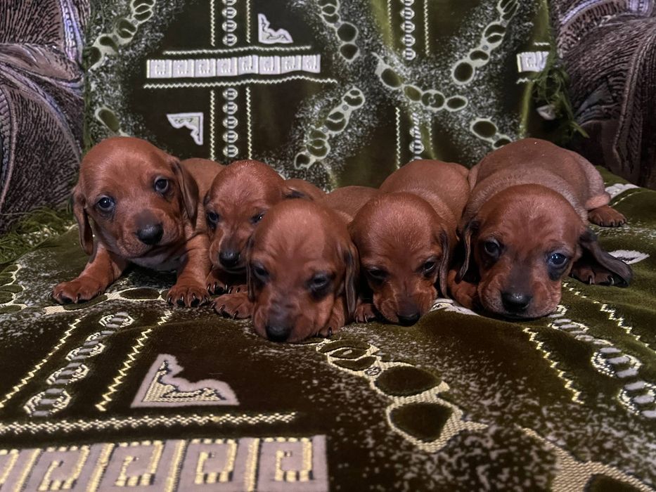 Продаються цуценята такси 
У наявн