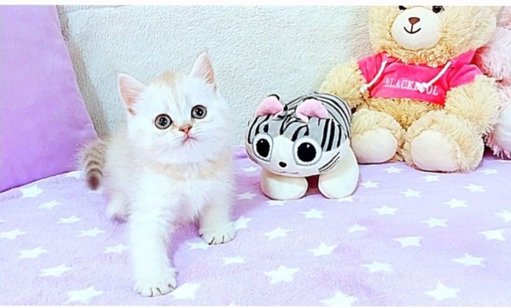 Чарівна зеленоока красунечка шотландська дівчинка