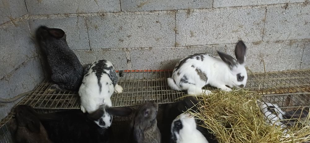 Coelhos de excelente porte