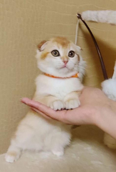 Золота Шиншила дівчатка