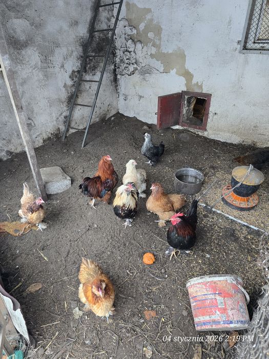 Koguty liliputy cwerki