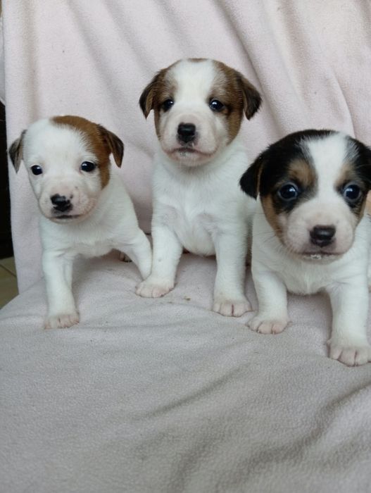 Jack Russell terrier