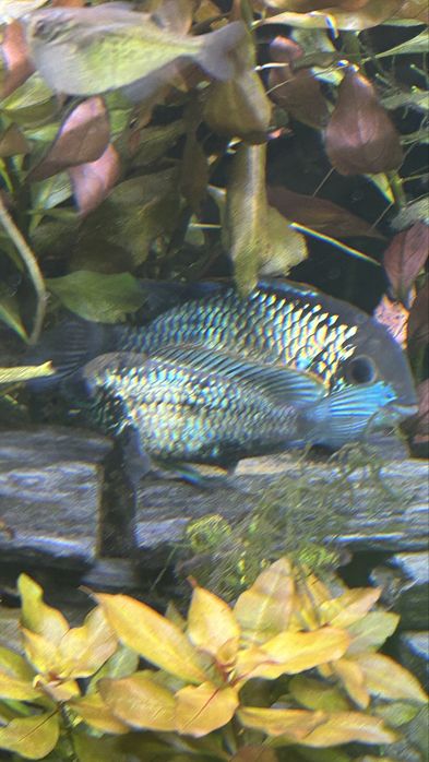 Acaras eletric blue