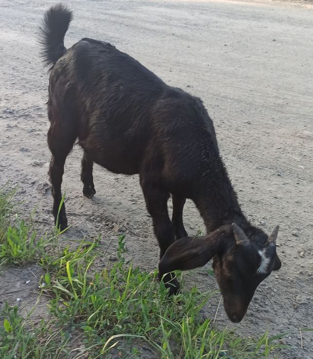 Продам кізочку нубійку