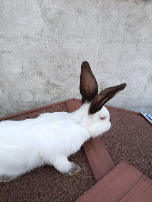 Sorzedam samice kalifornijska