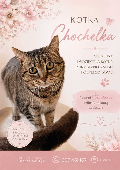 Koty do adopcji - Szukamy nowych domów