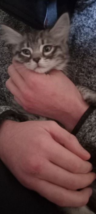 Віддам кошенят в хороші руки, безкоштовно
