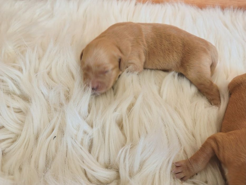 Golden retriever rezerwacje