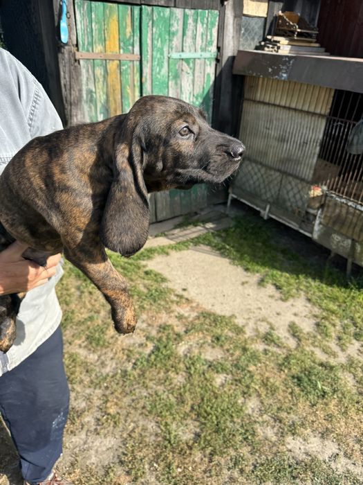 Posokowiec Szczeniak