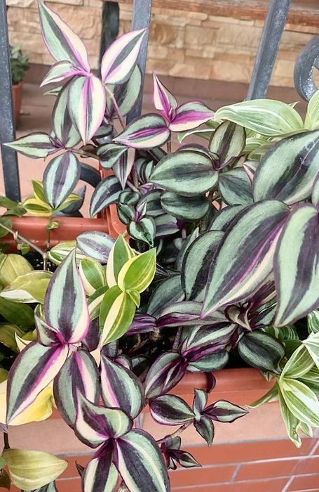 Trzykrotki callisie zebriny