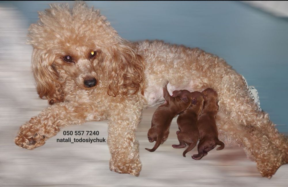 Тойпудель Редбраун вʼязка