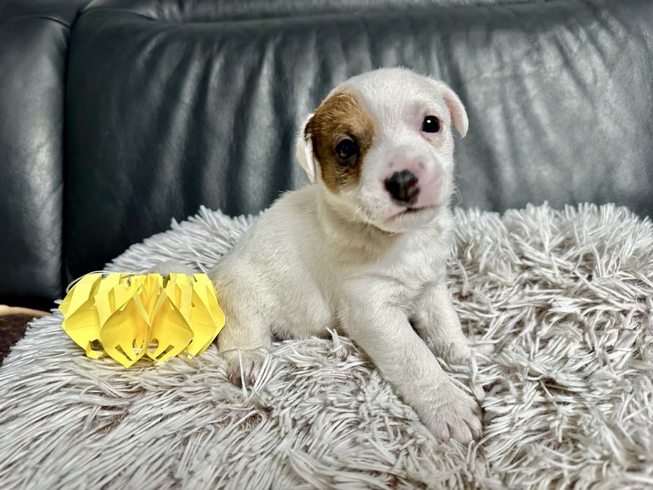 Jack Russell Terrier suczka