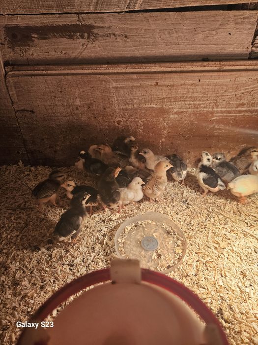 Kurczaki szwedzkie kwiaty