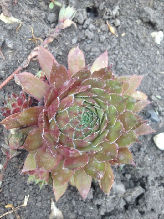 Каменные розы, молодило, кам‘яна роза