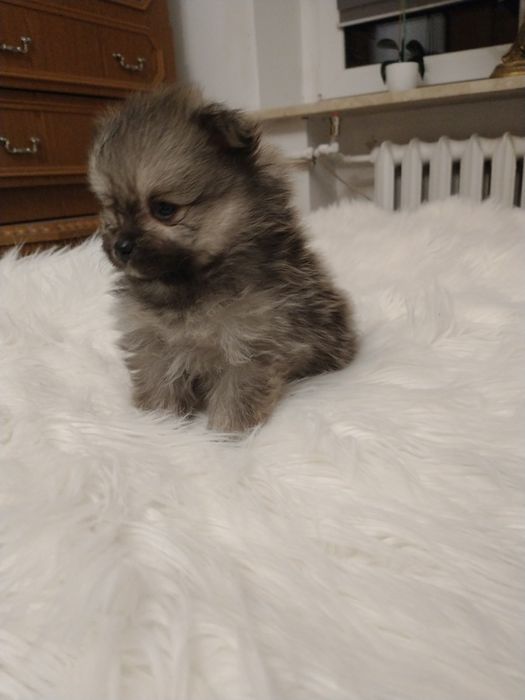 Chłopak Szpic miniaturowy pomeranian