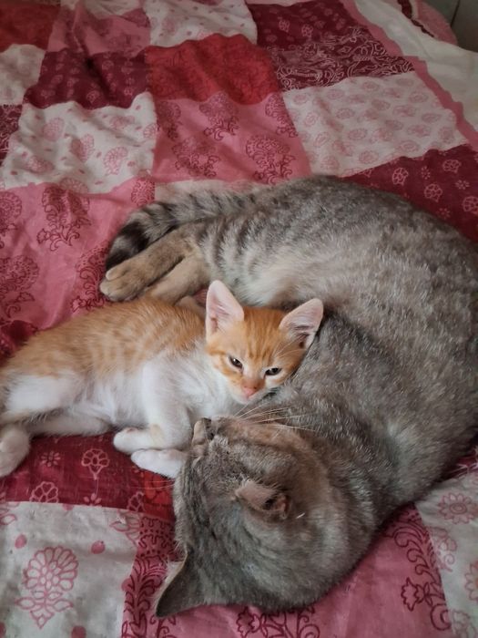Гарні котики шукають дім