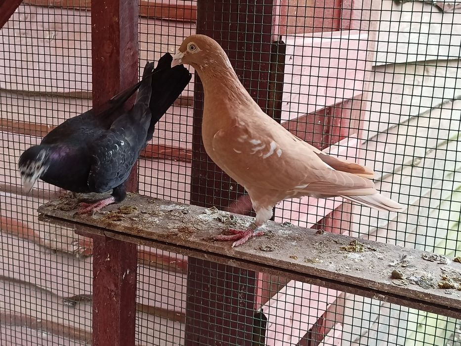 Mulemansy żółte para