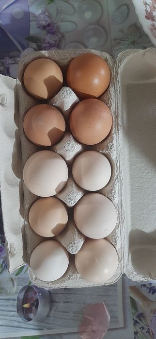 Продам домашние, свежие яйца