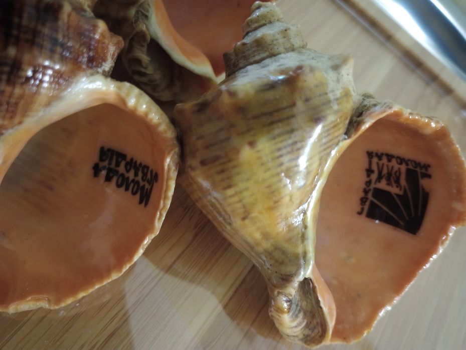 Мушлі  морські .