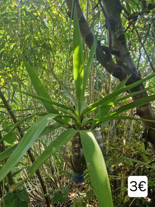 Yuccas de varios tamanhos