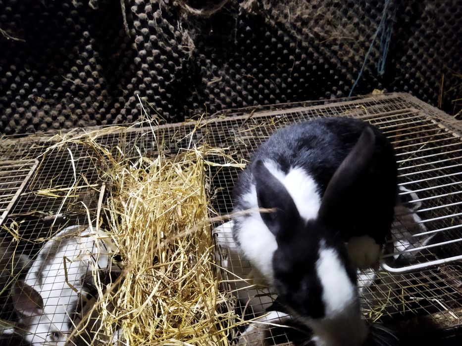 Vendo Coelhos com mais de 3 meses