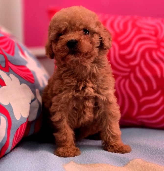Suczka mini goldendoodle