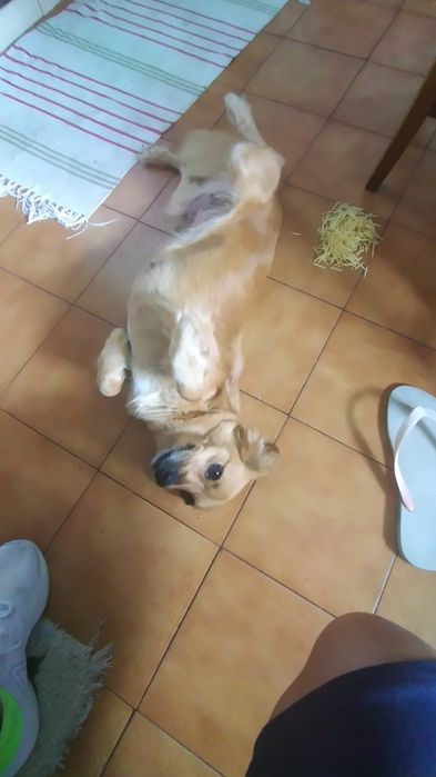 Doação duas Cadelas