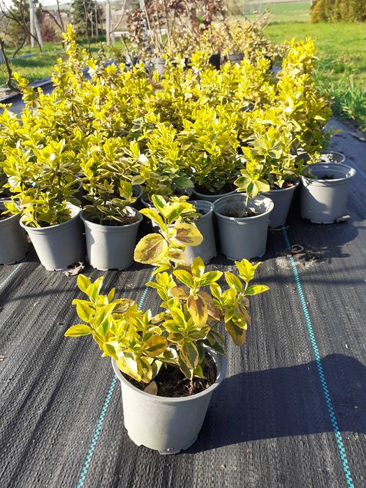 Trzmielina Emerald Gold, wysyłam