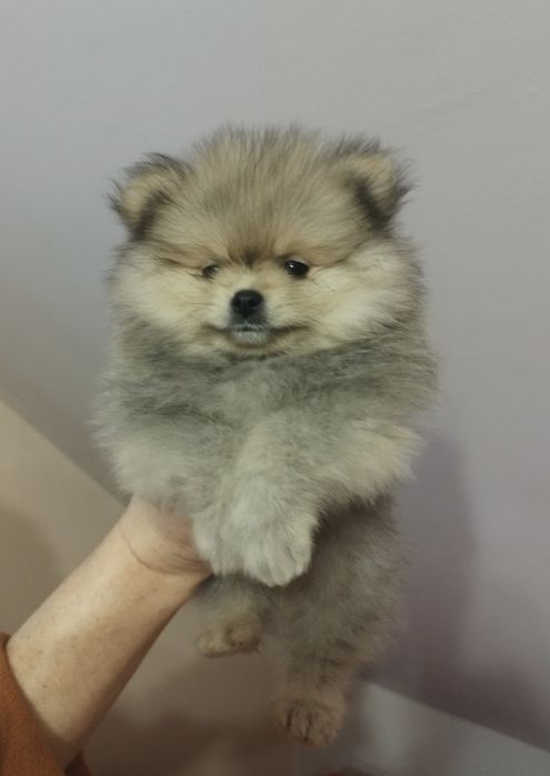 Pomeranian szpic miniaturowy ZKwP